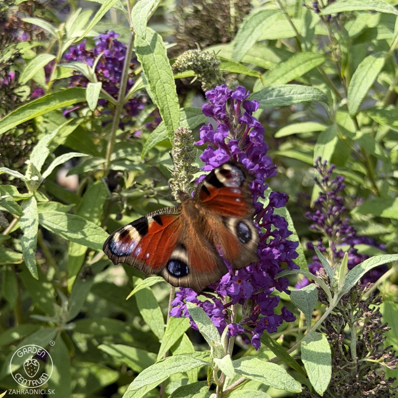 Obrázok Budleja Dávidova (Buddleja Davidii) ´BUTTERFLY TOWER®´ - výška 30-40 cm, kont. C2.5L
